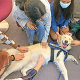 悲しみを癒やす犬とライオン